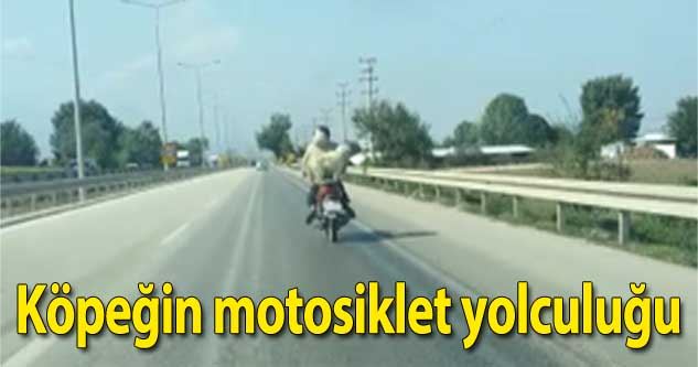 Köpeğin motosiklet yolculuğu kamerada