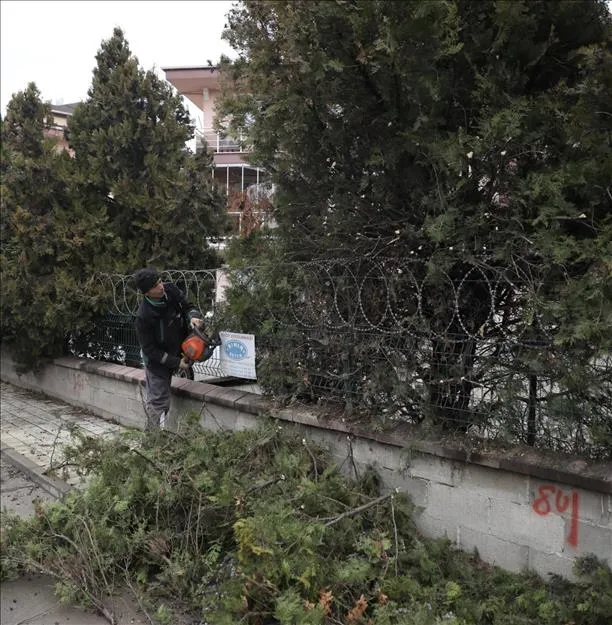 Şehir Genelinde Ağaç Budama Çalışmaları Sürüyor